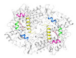 Cyclooxygenase (COX)