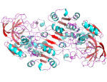 Liver Alcohol Dehydrogenase (LADH)