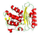 TEM beta lactamase